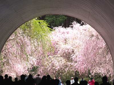 トンネルから見た枝垂桜