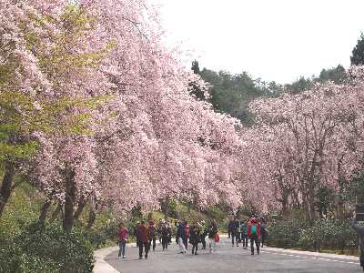 枝垂桜の並木