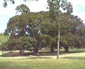 日立の宣伝を思い起こす大きな木。三本並んだ左の木の右側(ほぼ写真中央)に人が歩いています
